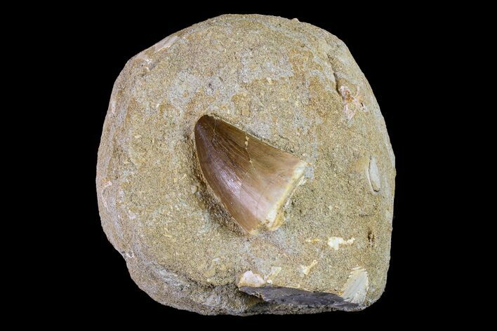 Mosasaur (Prognathodon) Tooth In Rock - Morocco #154848